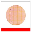 3M™ Petrifilm™ Koliform Sayım Plakaları