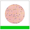 3M™ Petrifilm™ E. coli/Koliform Sayım Plakaları